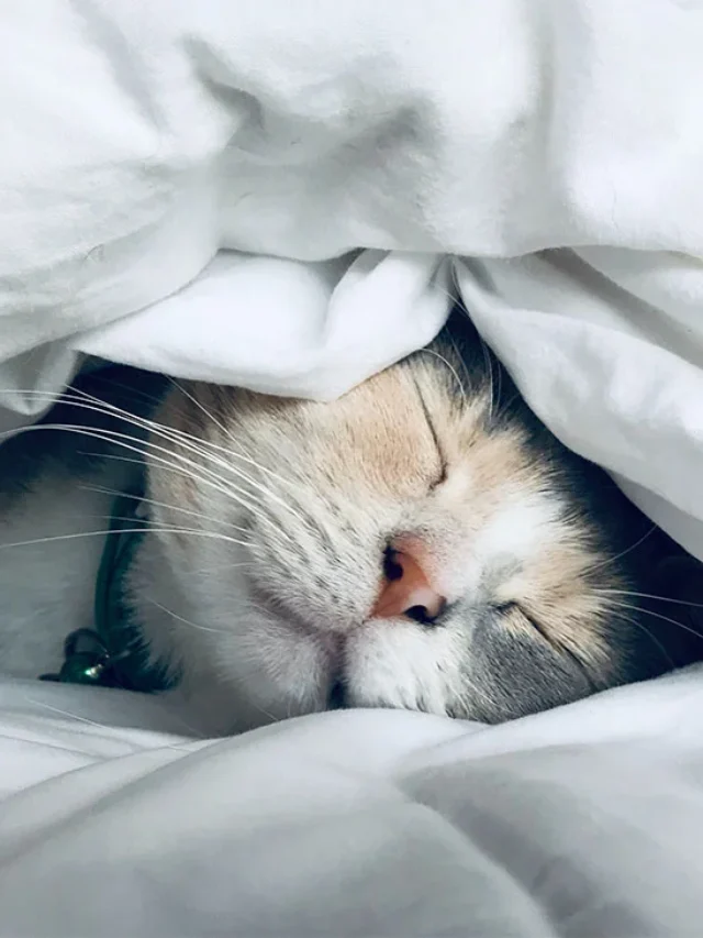 Sleep for Glowing Skin: Your Secret to Radiance